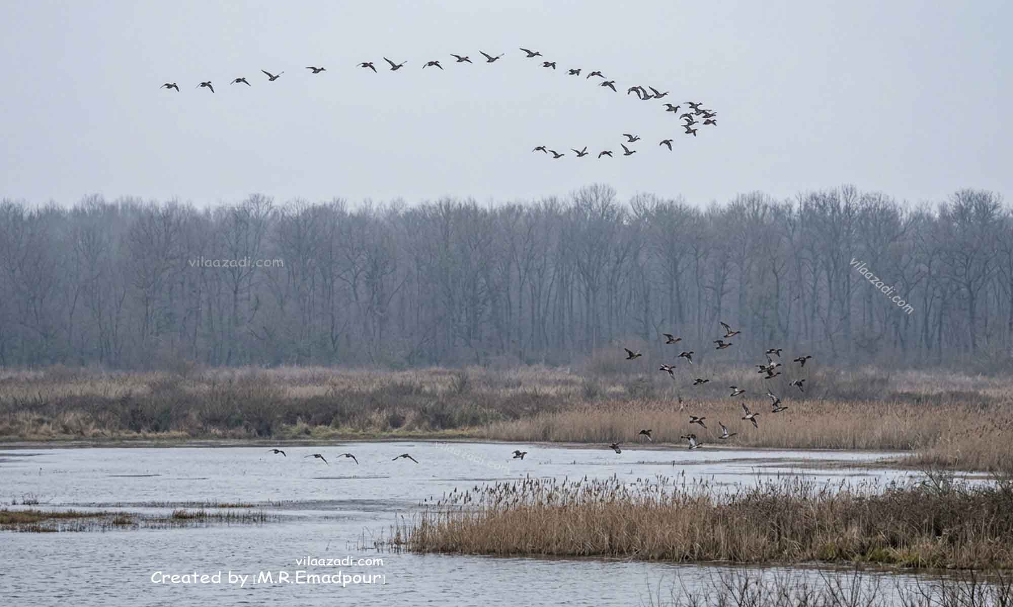 پرواز دسته جمعی خوتکاها در باران بر فراز آب بندان و جنگل اهلم محمودآباد